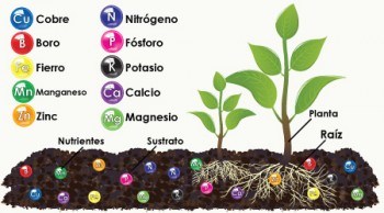 Algunos de los nutrientes necesarios para la planta  - www.hydroenv.com.mx