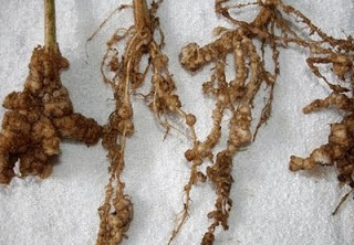 Nódulos de nematodos en raíces (Fuente: www.elhocino-adra.blogspot.com)